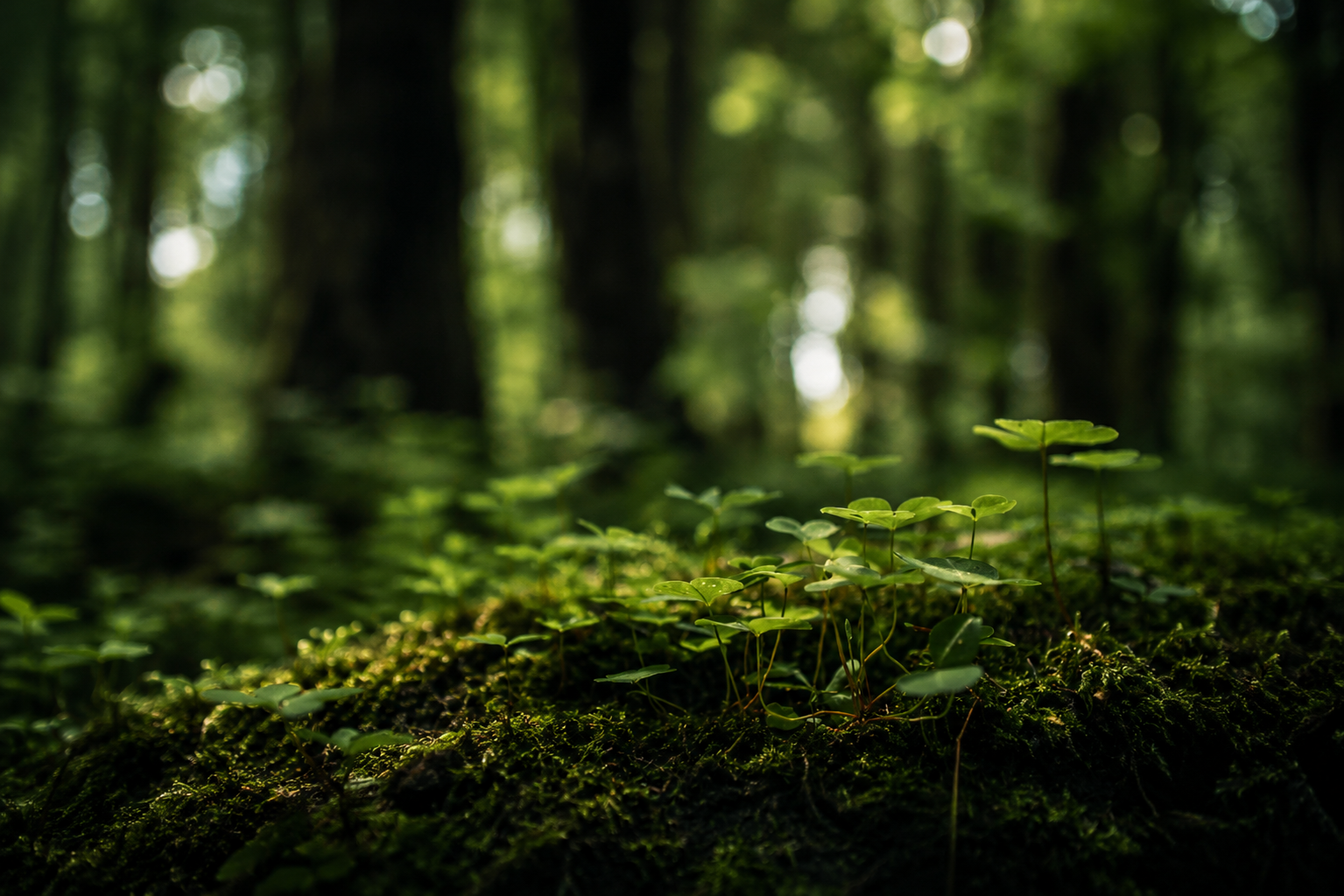 Young plants growing from a mossy forest floor