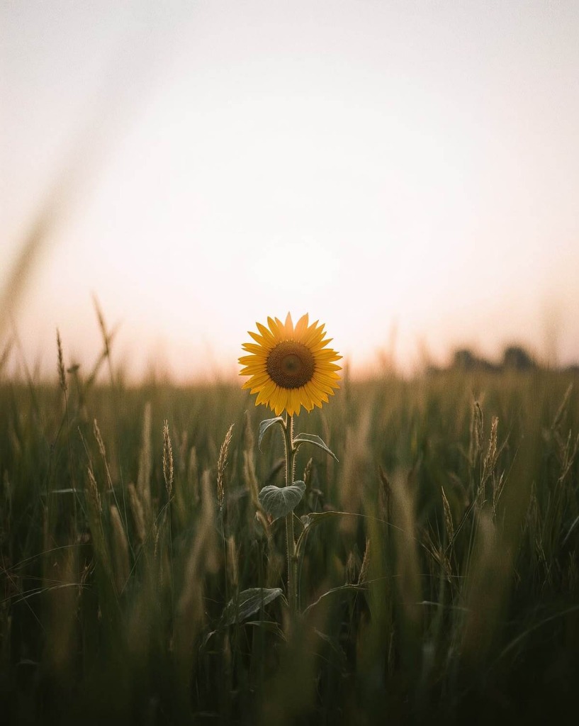A single vibrant sunflower standing tall in a field facing the light